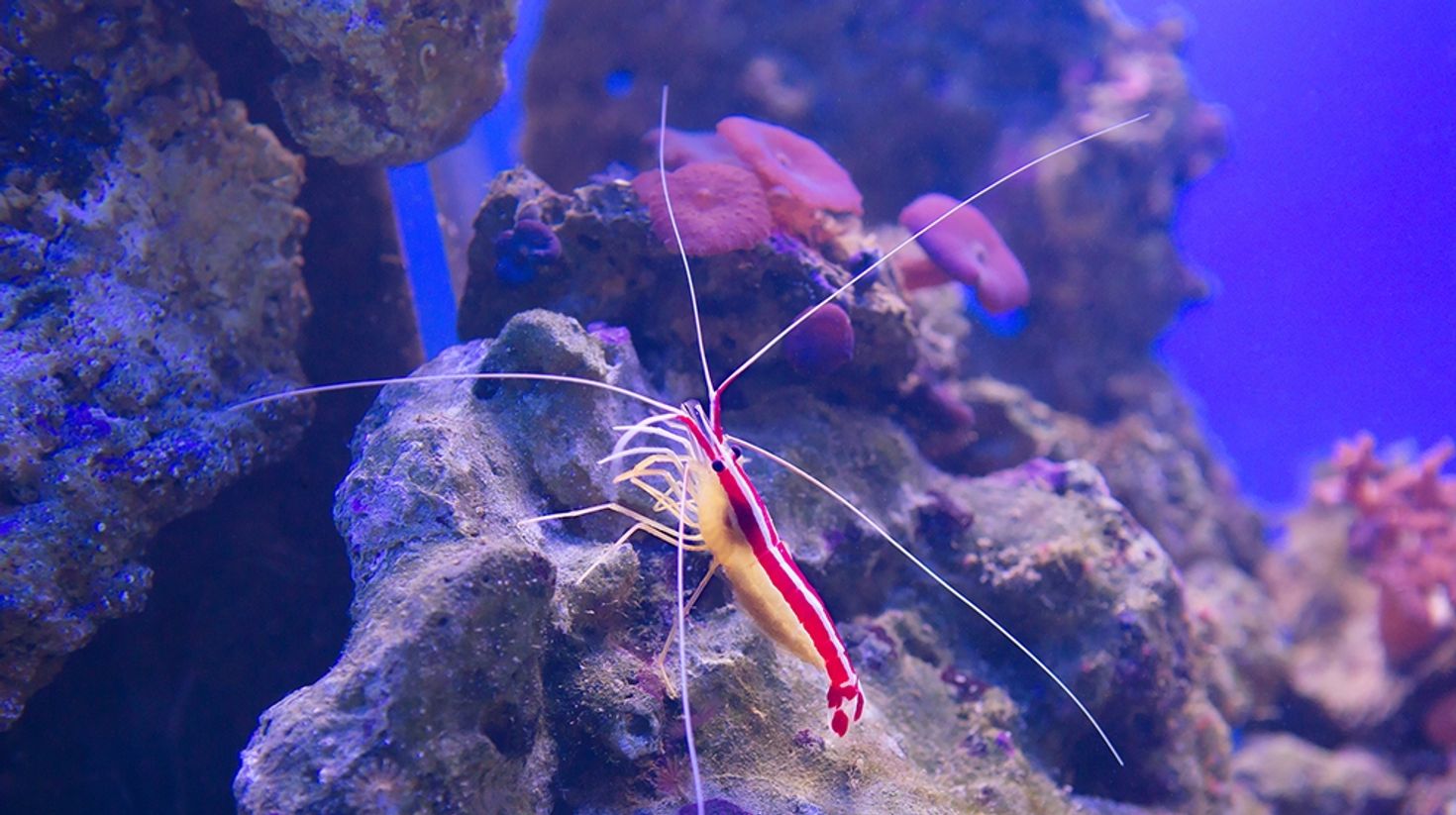 Cleaner Shrimp in Portsea Pier