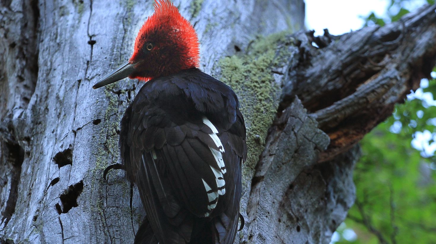 Magellanic woodpecker on the Tierra del Fuego National Park.trees of