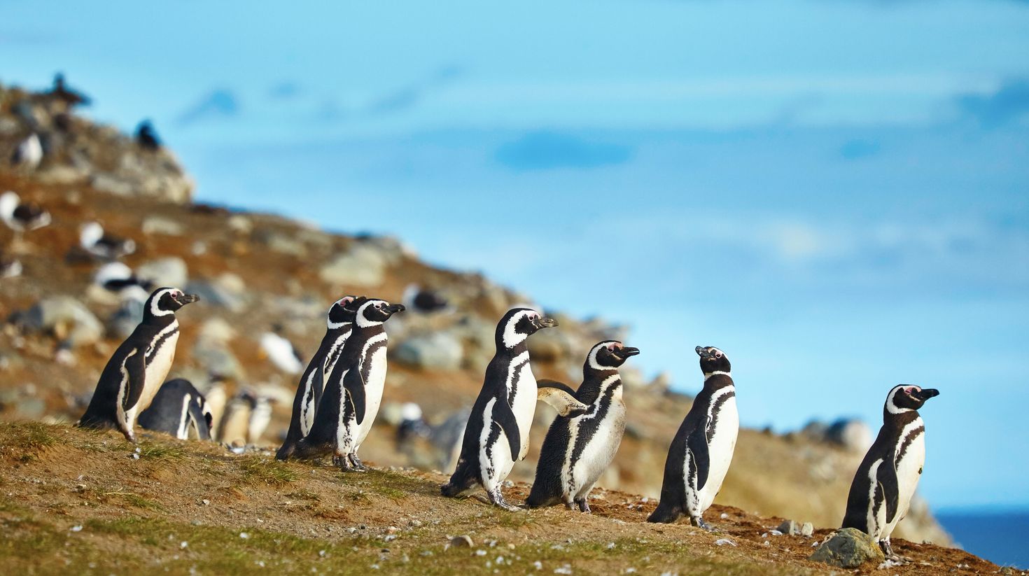 Penguins in Magdalena Island