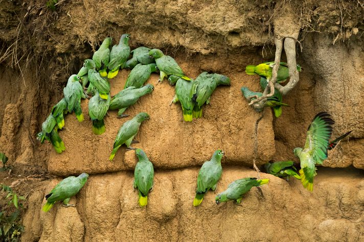 Mealy parrots are found plenty in Manu National Park