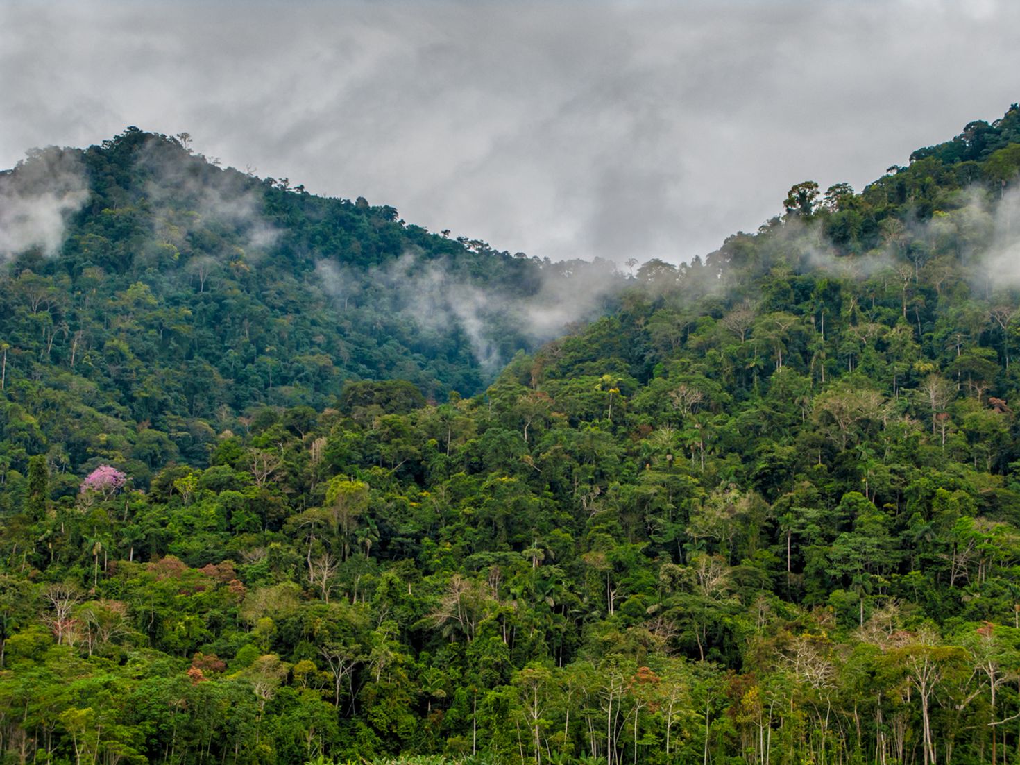 Dense rainforest at Manu National Park
