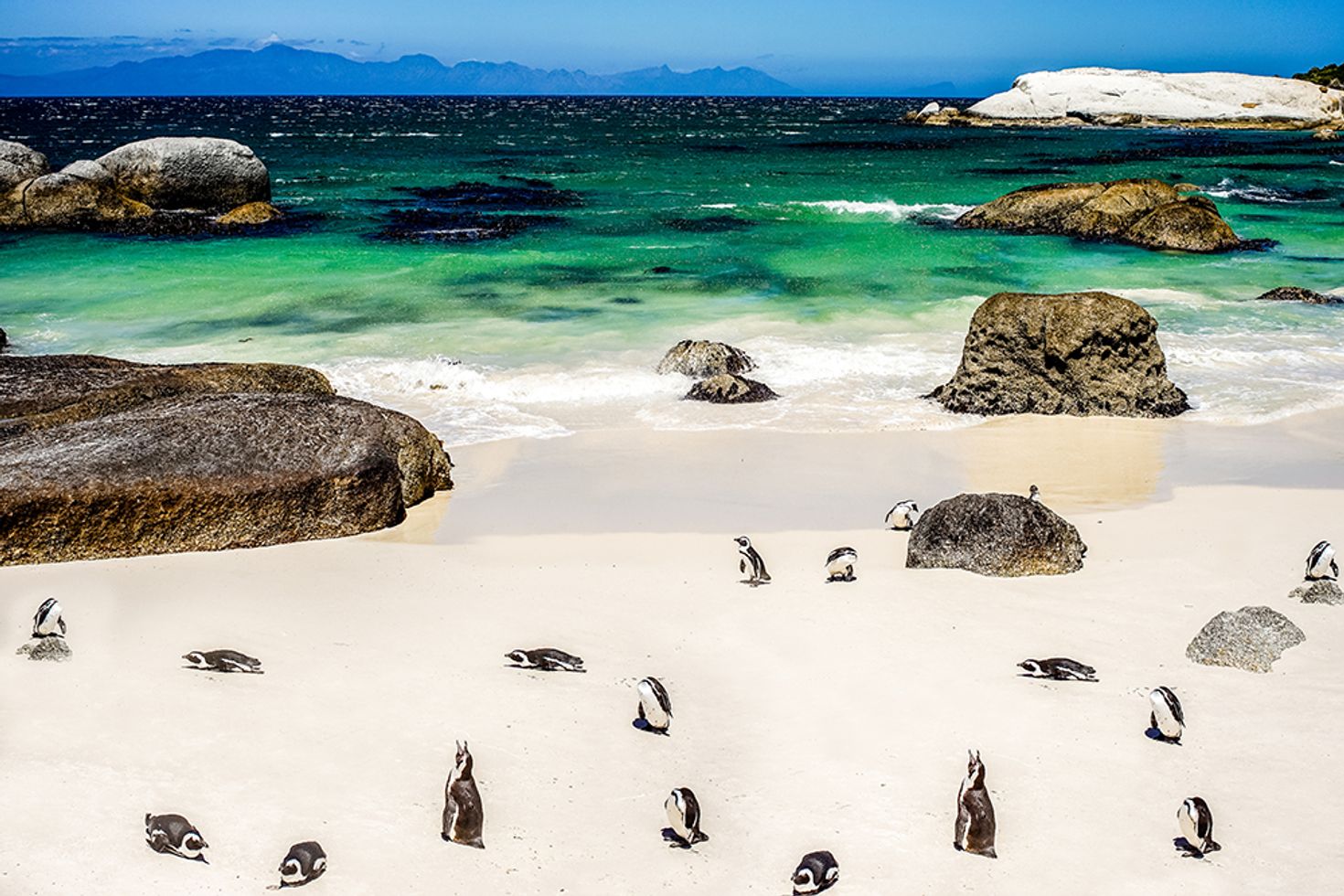 Cape Town boulders beach