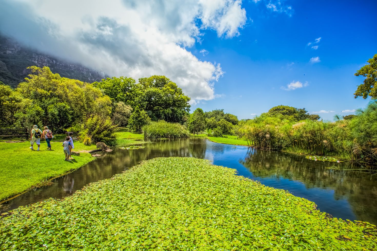 Kirstenbosch Garden  in Cape Town