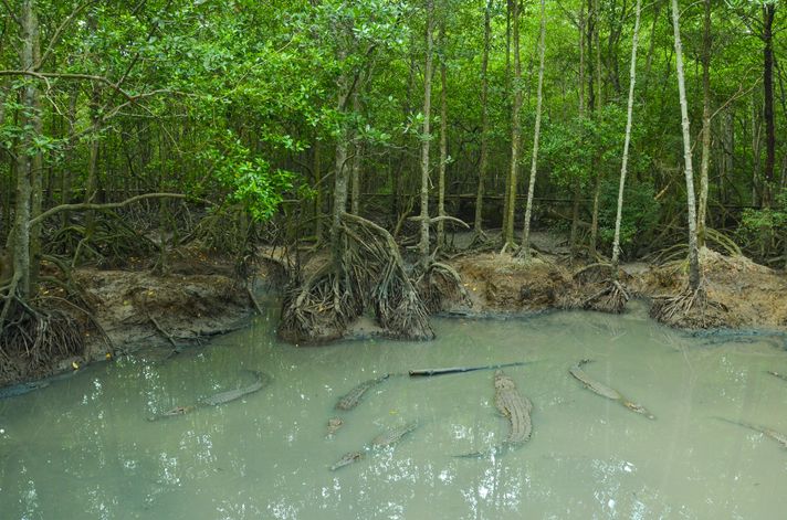 Can Gio Mangroves in Vietnam