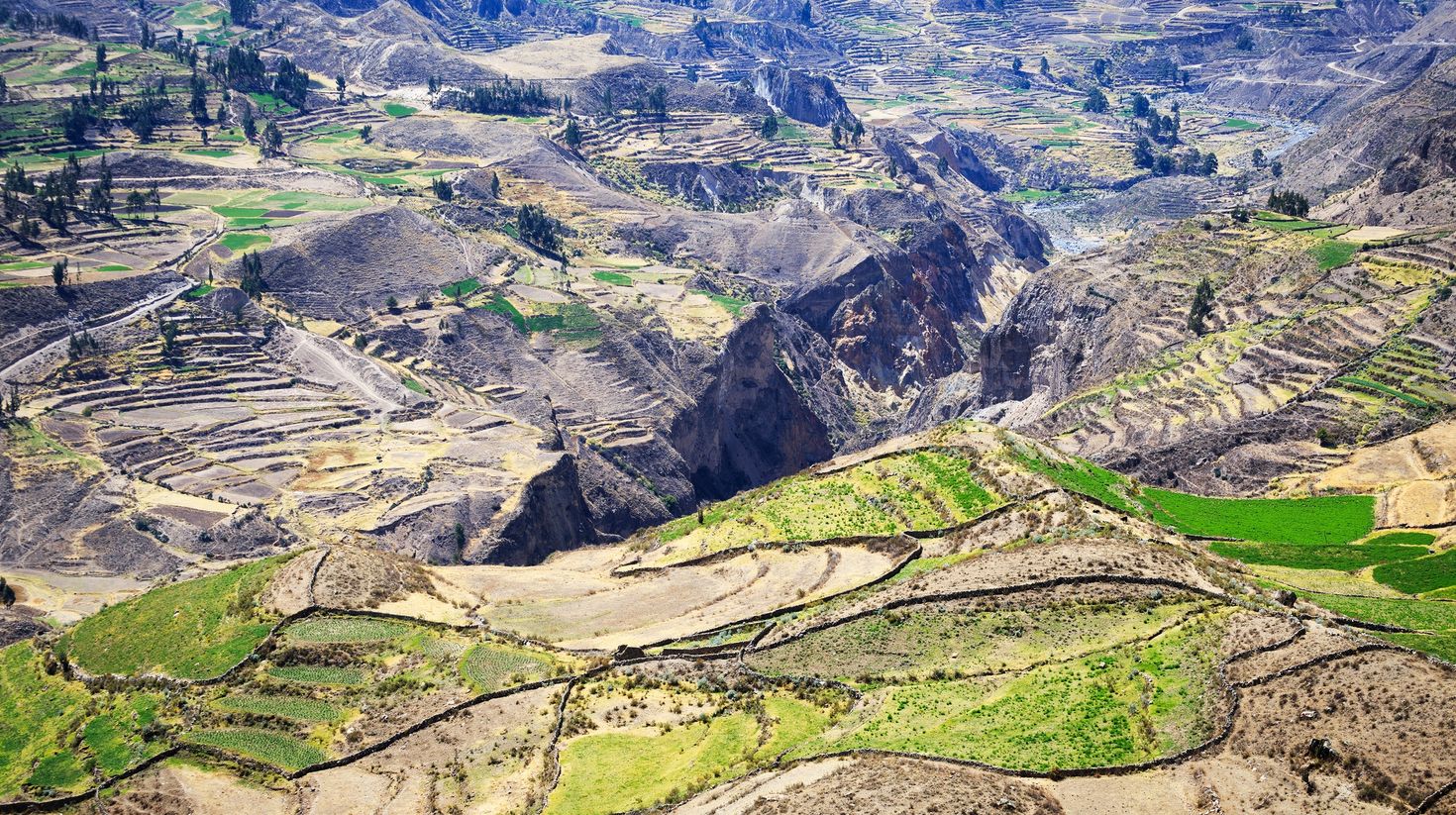 Agricultural Terraces in Colca Canyon predates to the arrival of Incas.