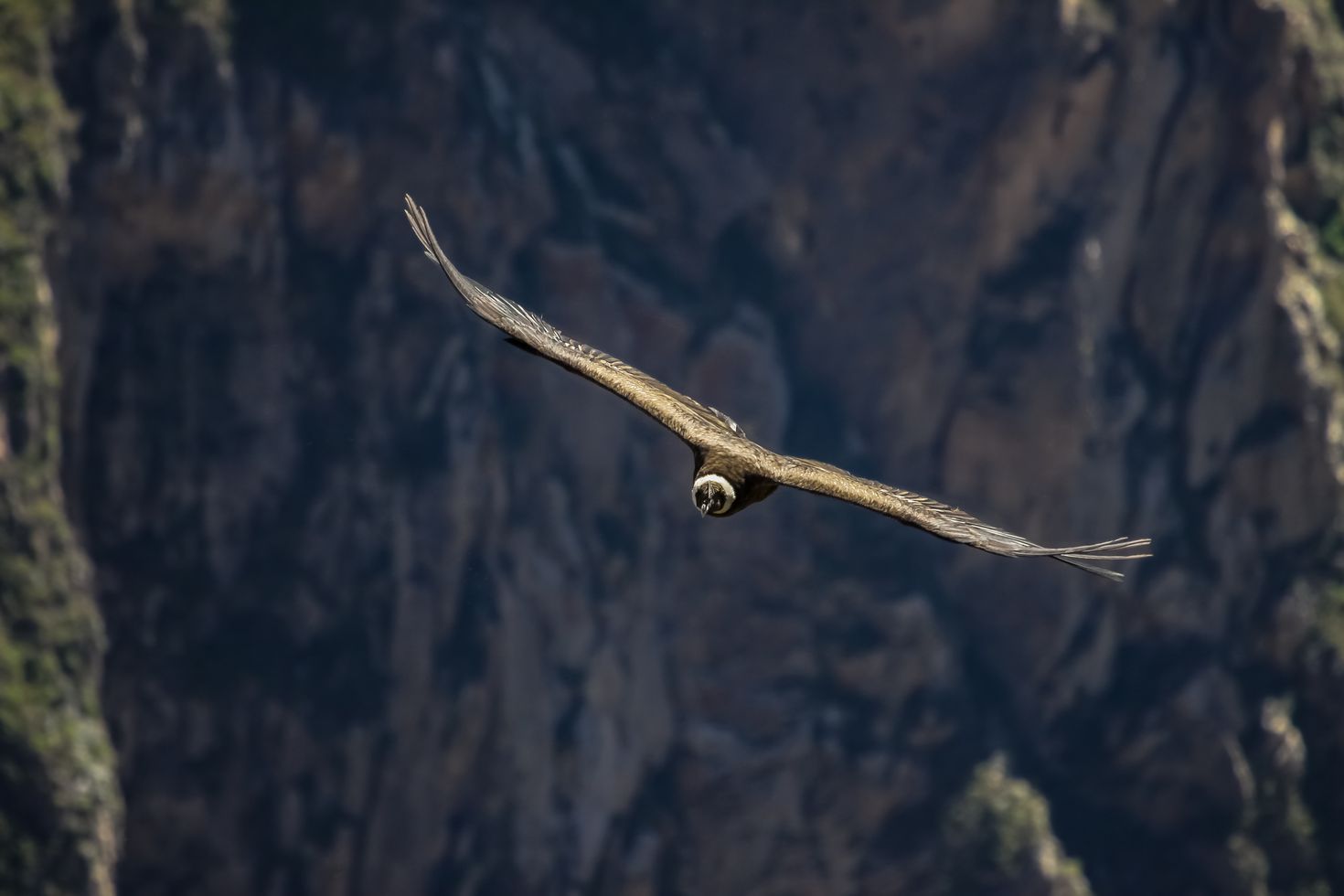 Colca Canyon Tours allows you to witness the majestic Condor Andino