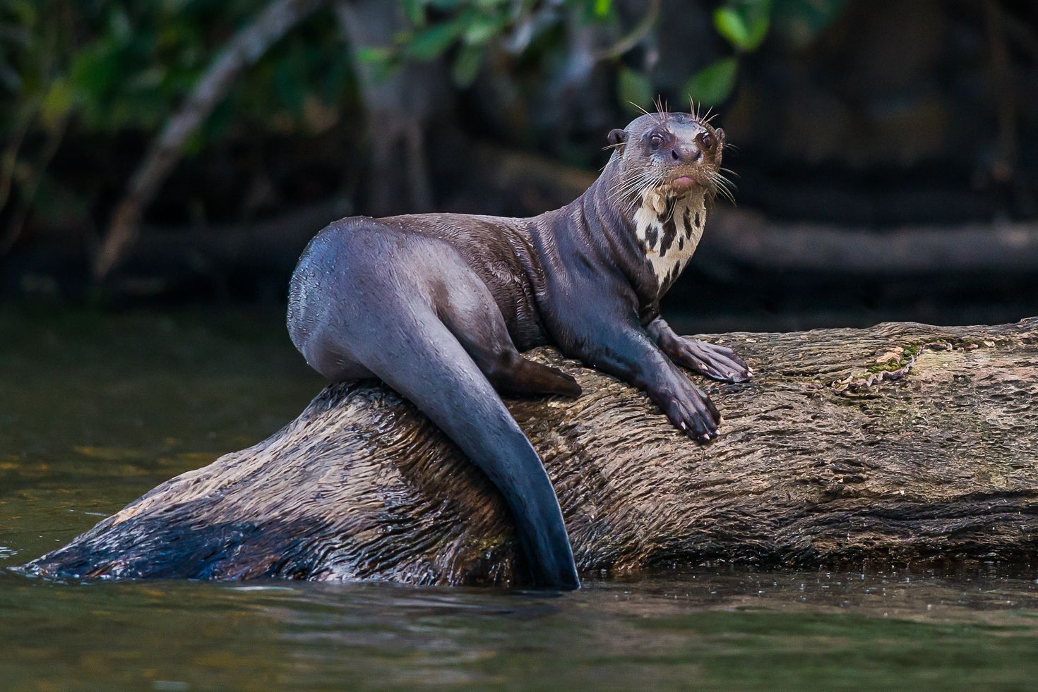 Giant Otter in Manu National Park