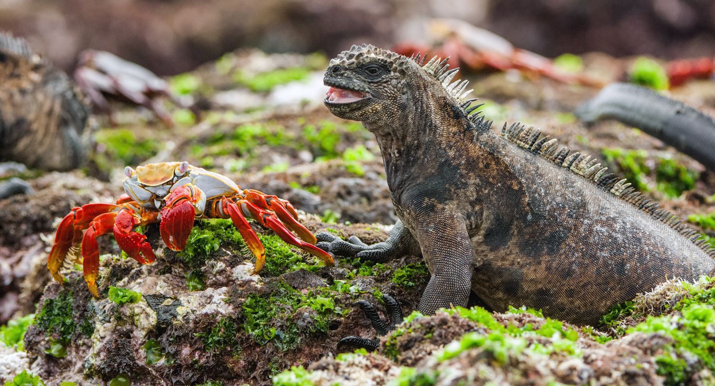 Best romantic holiday destinations Galapagos