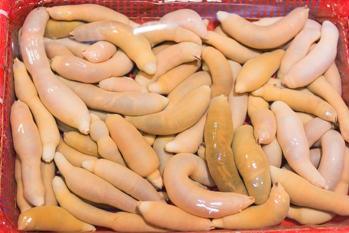 weird and funny food penis fish