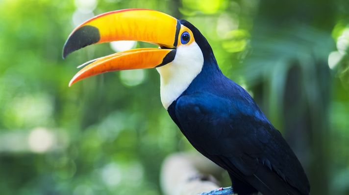 A toucan with yellow beak in the Amazon rainforest.