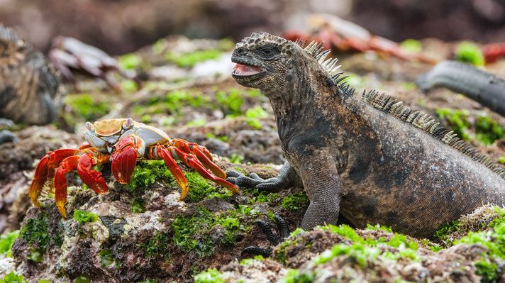 An iguana next to a crustacean in Galapagos Islands. 
