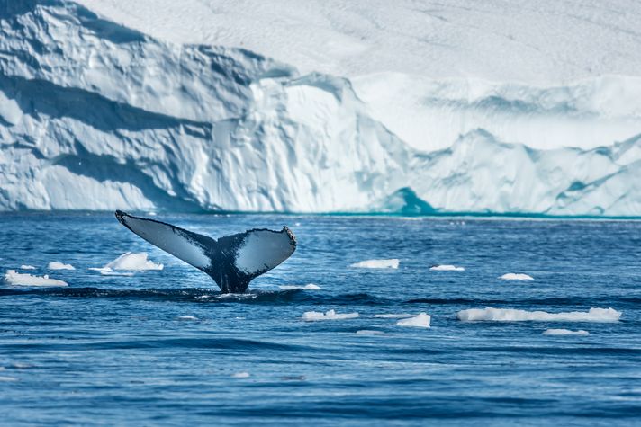 A tail of a whale above water in Antarctica. 