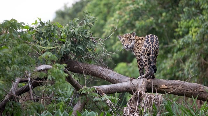 A jaguar perched on a tree in the Amazon rainforest in Brazil.