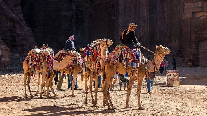 A group of camels with riders resting on a sunny day in Jordan. 