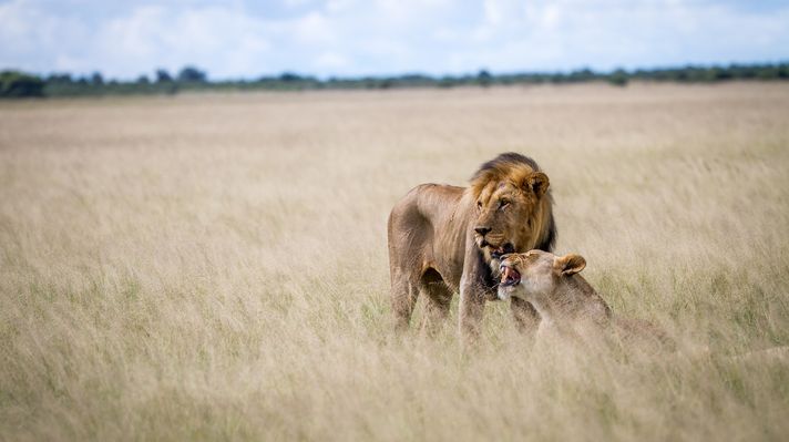 A black-mained lion and lioness during the day in the grasslands in Kgalagadi Transfrontier Park.