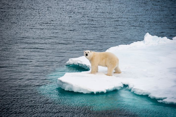 A polar bear on ice with water all around in Greenland.