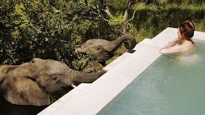 Two elephants inspecting a private pool as a woman looks by at Royal Malewane. 