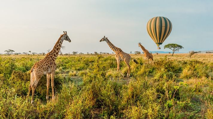 A view of giraffes during the day with hot air balloon in the distance in Serengeti National Park. 