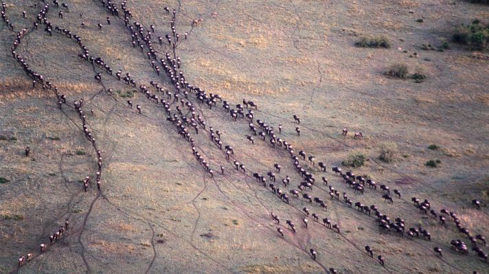 A large herd of Wildebeest during the Great Migration in Masai Mara National Reserve. 