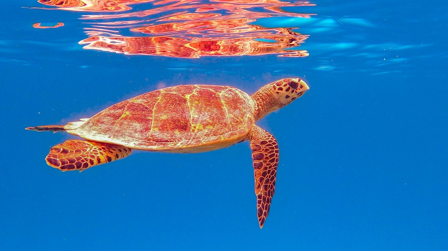 A green Hawksbill sea turtle swimming in the waters in the Maldives.