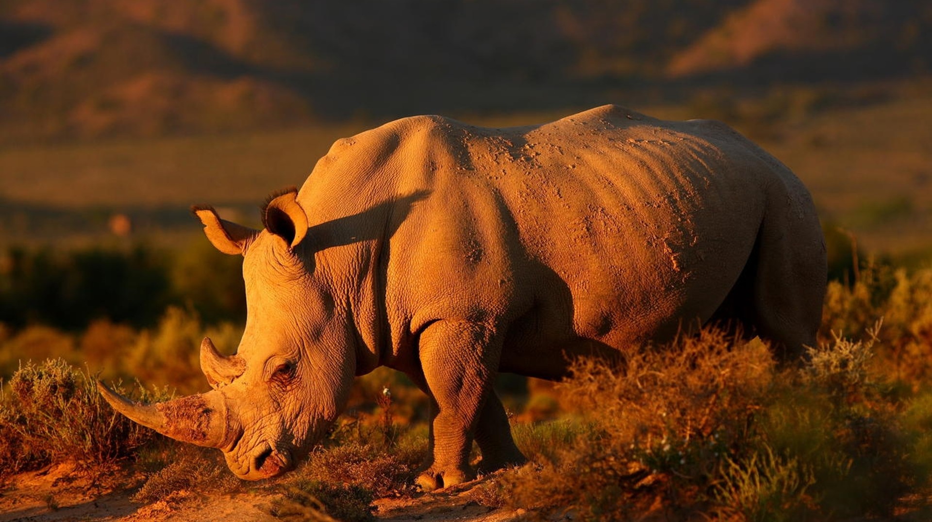 Sanbona Wildlife Reserve allows visitors a close encounter with wild animals Cape Town, the city of sun-kissed beaches and magnificent mountains, also offers opportunities to embark on the adventure of a lifetime with a safari near Cape Town.