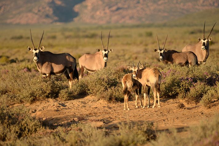 Wildlife at Inverdoorn Game Reserve at sunset.
