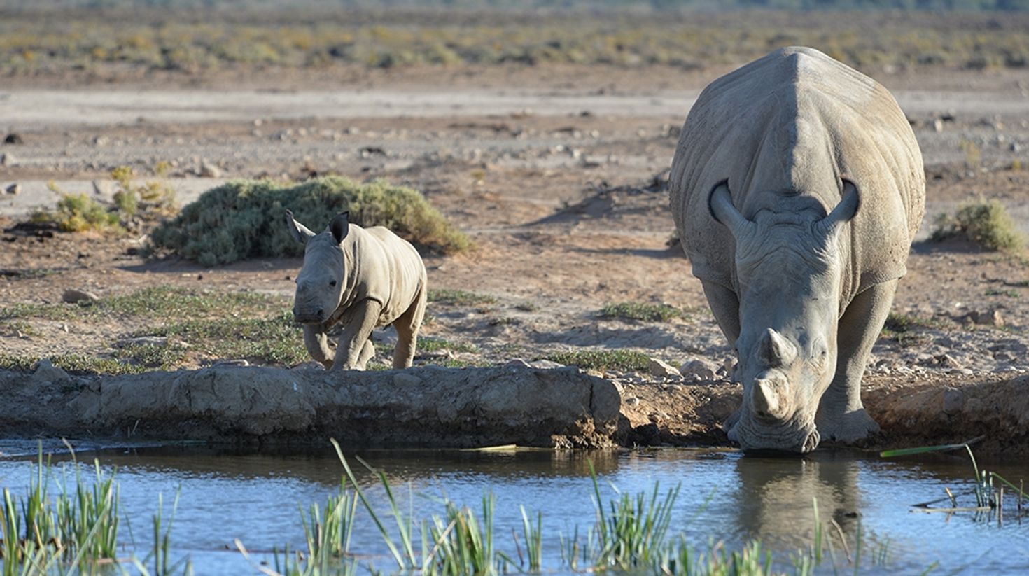 Two rhinoceros near a drinking water source at Inverdoorn Game Reserve. 