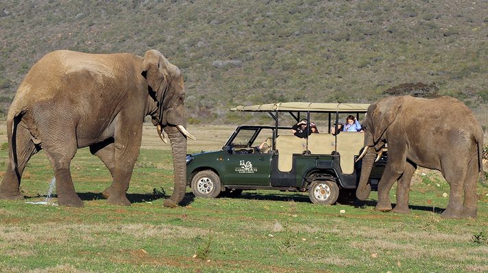 Visitors on safari in Garden Route Game Lodge encounter two elephants.
