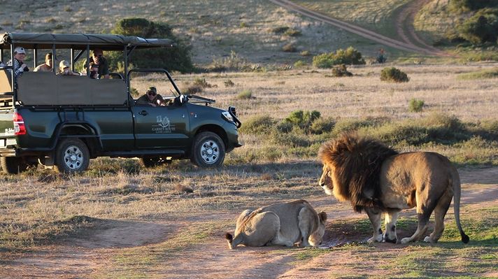 Visitors on safari at Garden Route Game Lodge enjoy sighting of a lion and a lioness.