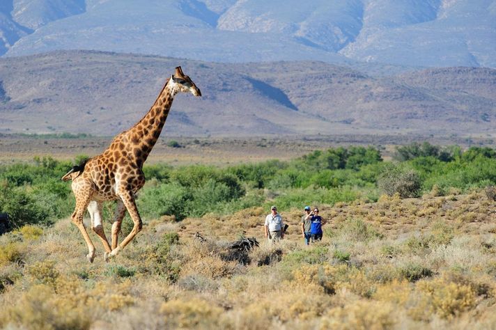 Guests at Sanbona experience wildlife at the reserve watching a giraffe.