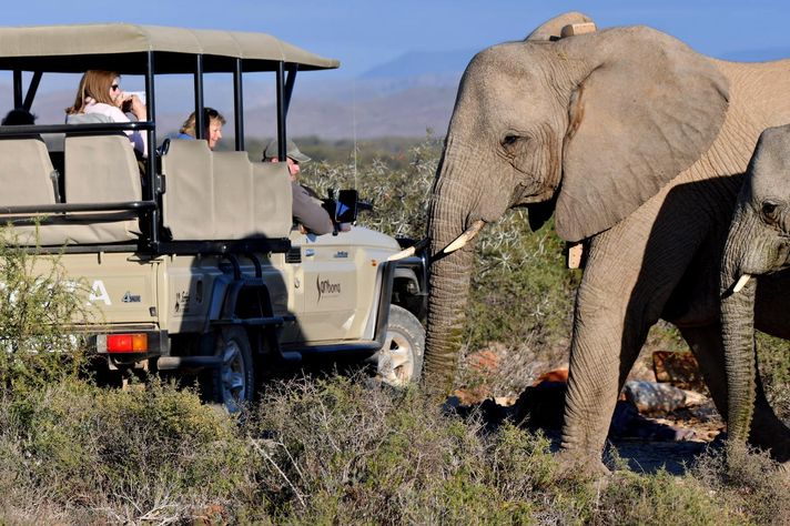 Guests at Sanbona have a close encounter with a pair of elephants at the reserve.