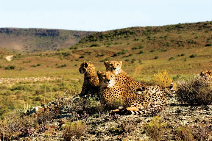 Cheetahs laze around in the Sanbona Wildlife Reserve.
