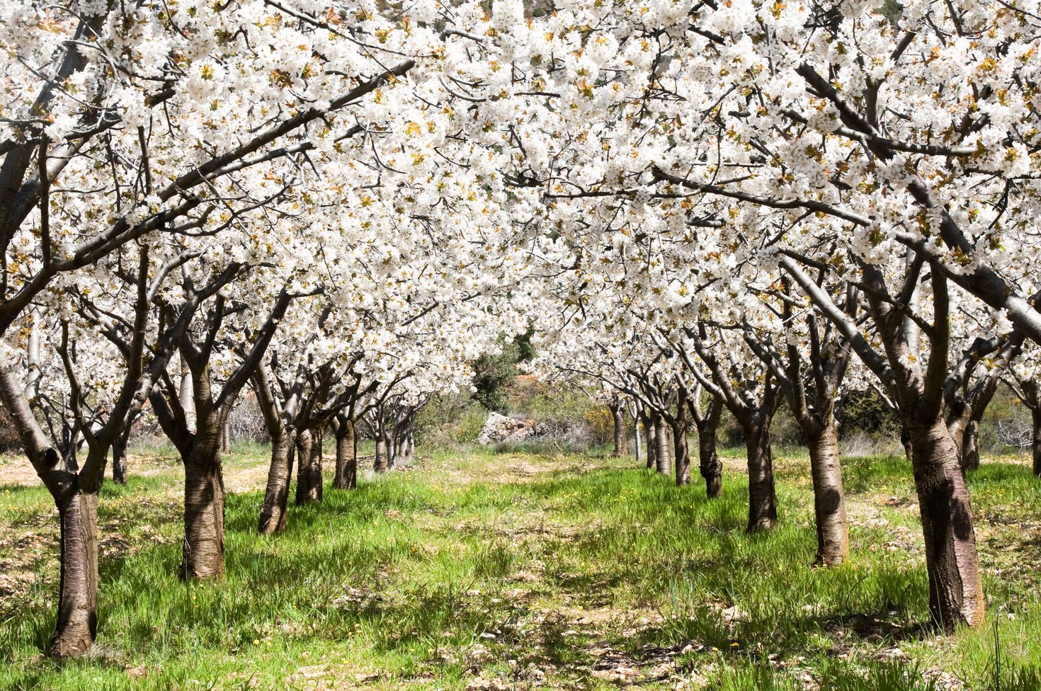 Road Trip in Spain through Jerte Valley