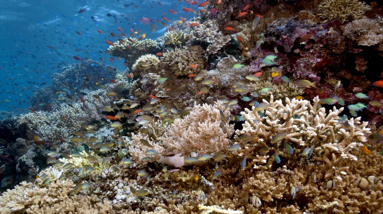 Go diving and snorkeling as a thing to do in Menjangan Island