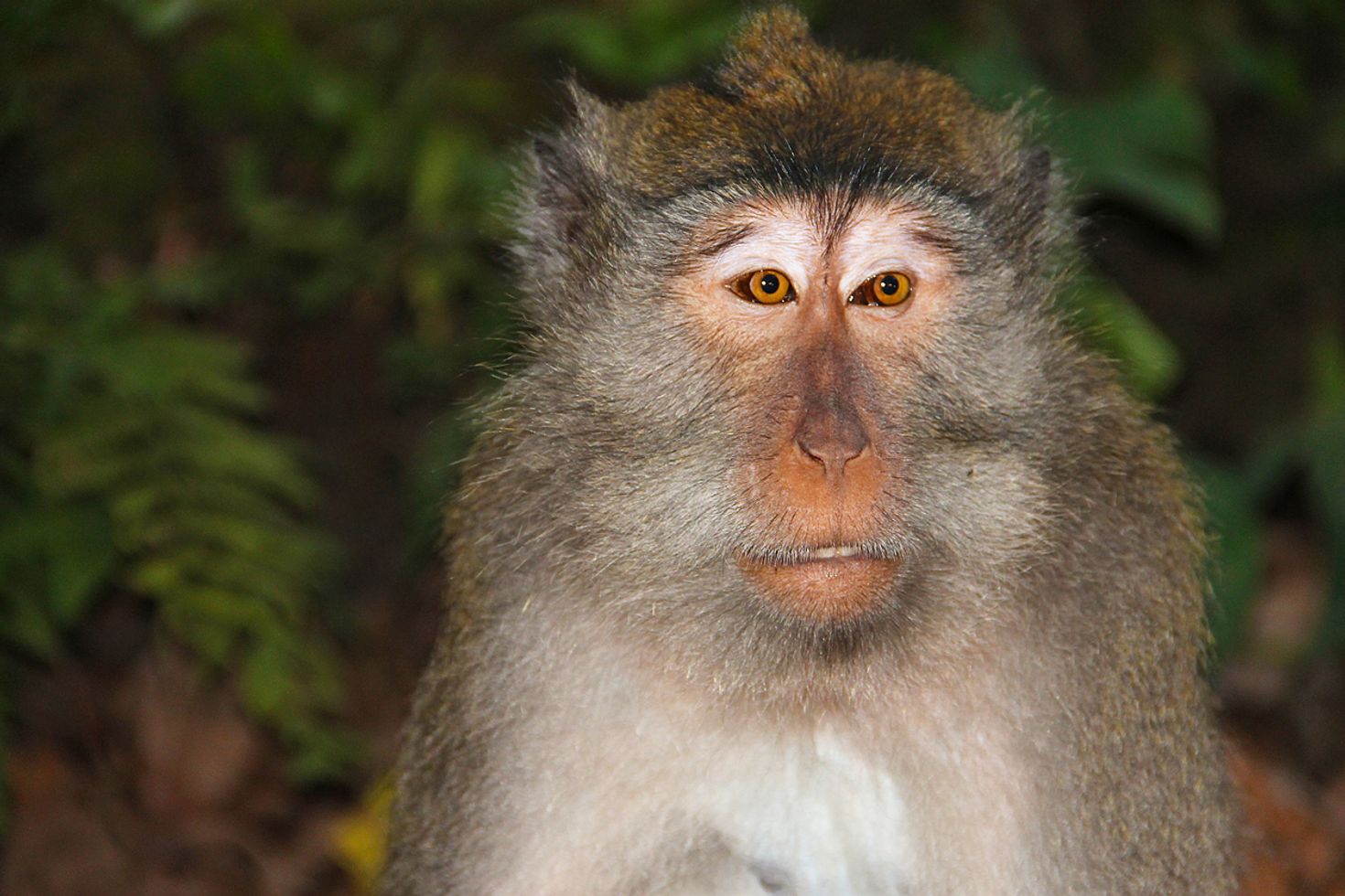 Add West Bali National Park to your things to do in Menjangan Island list