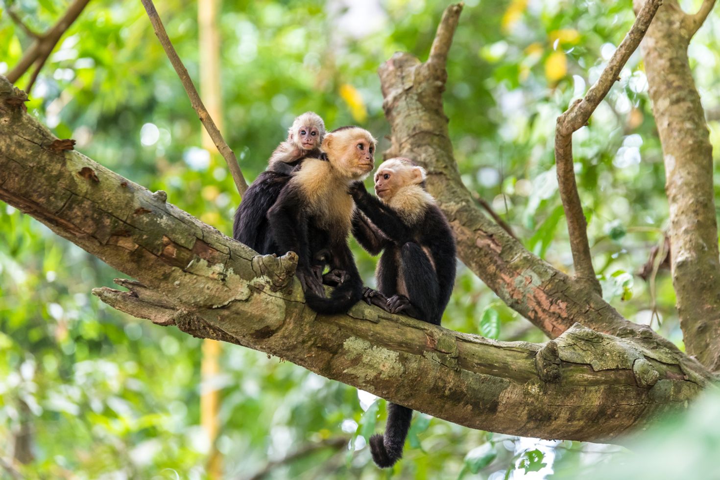 Capuchin in Manuel Antonio National Park in Costa Rica