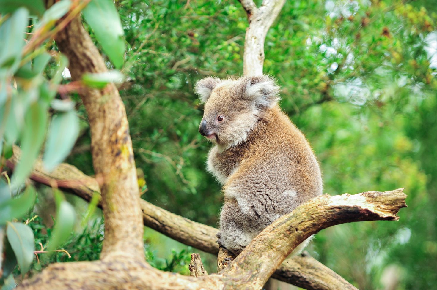 Things to do in Perth - koala