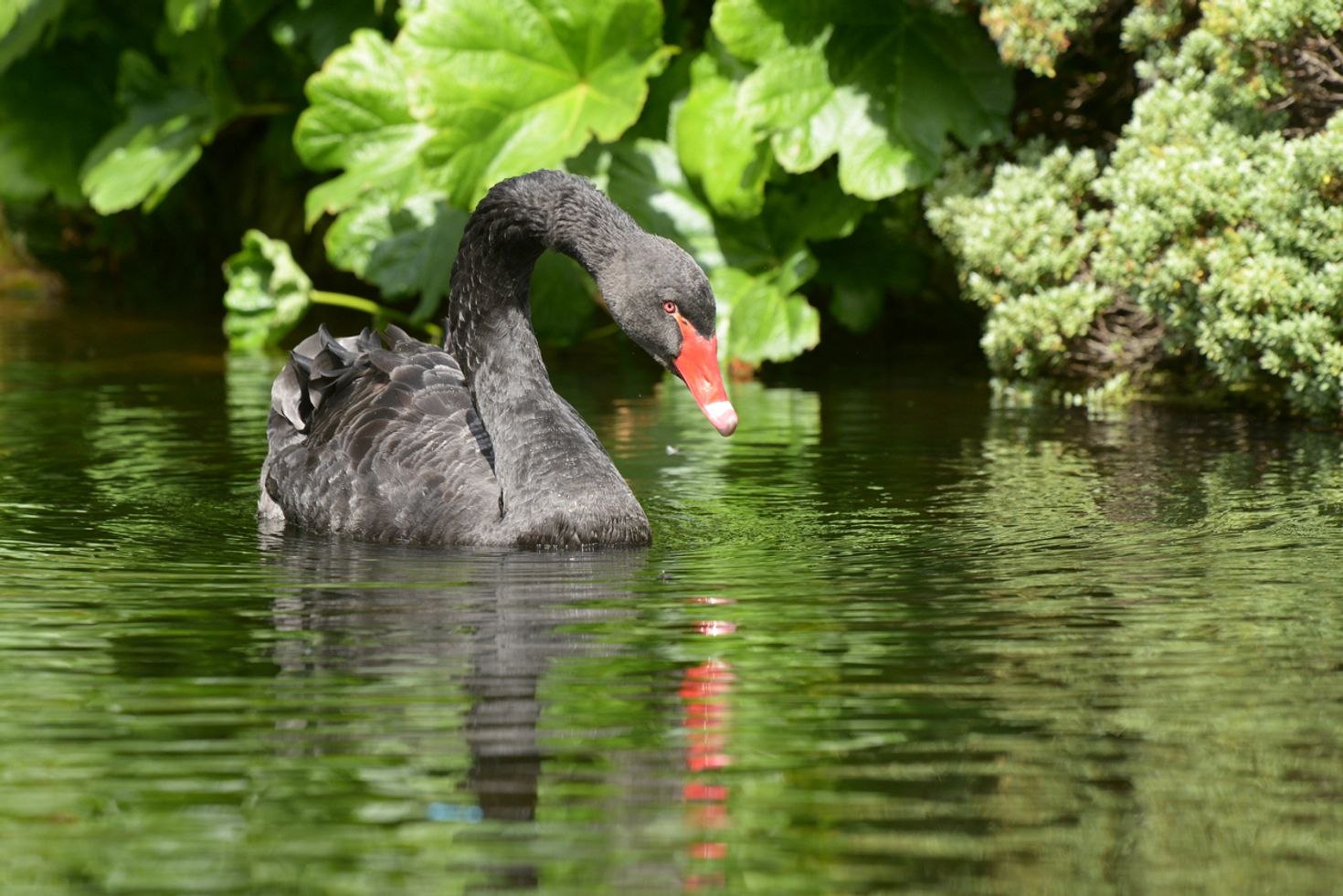 Things to do in Perth - spot a black swan