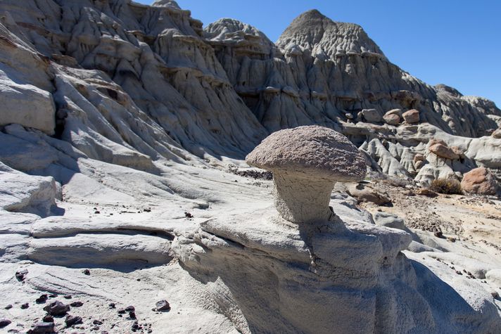 La Leona Petrified Forest in El Calafate