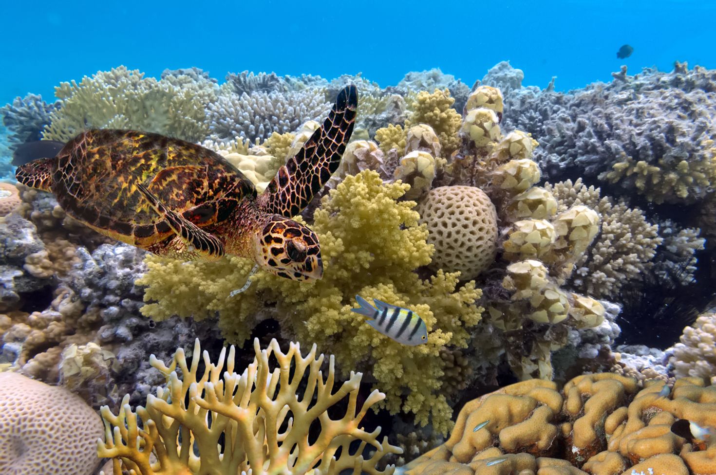 honeymoon in Australia, Cairns