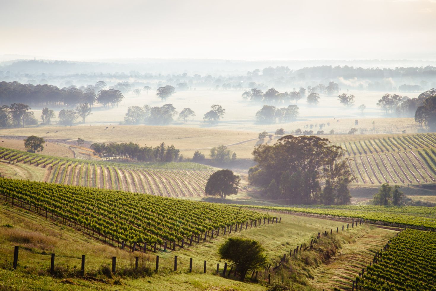 honeymoon in Australia Hunter Valley