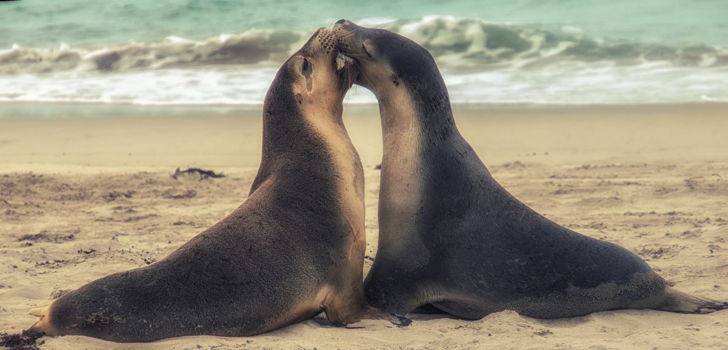 honeymoon in Australia: seals in Kangaroo island
