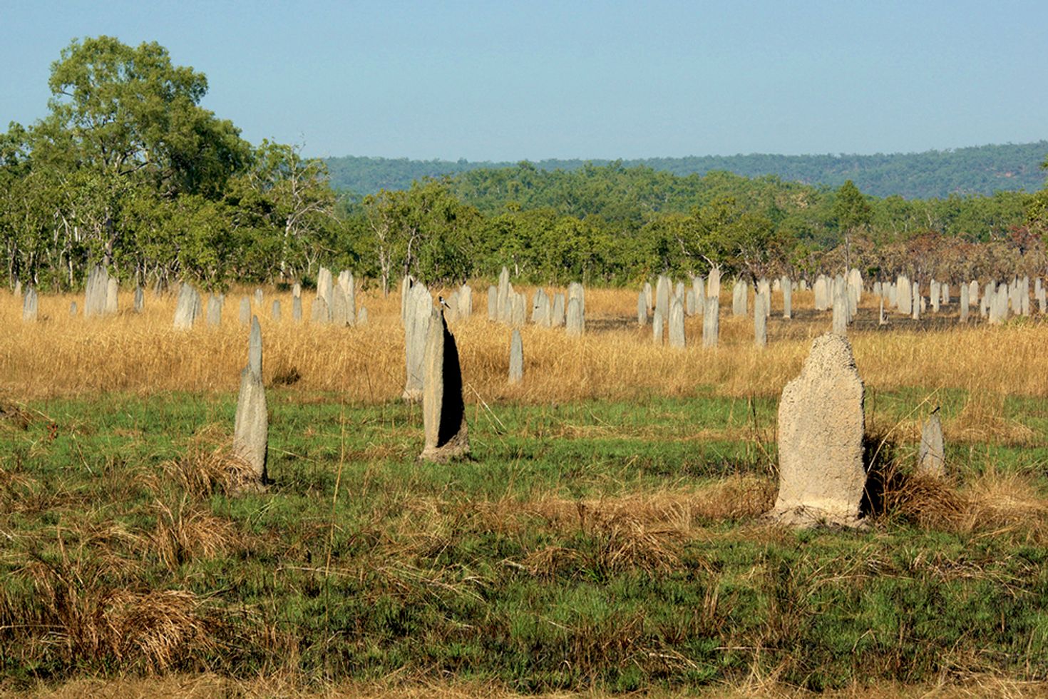 The termite mounds are a unique attraction in Darwin