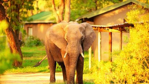 Accommodation in Kruger National Park: The Ultimate Guide
