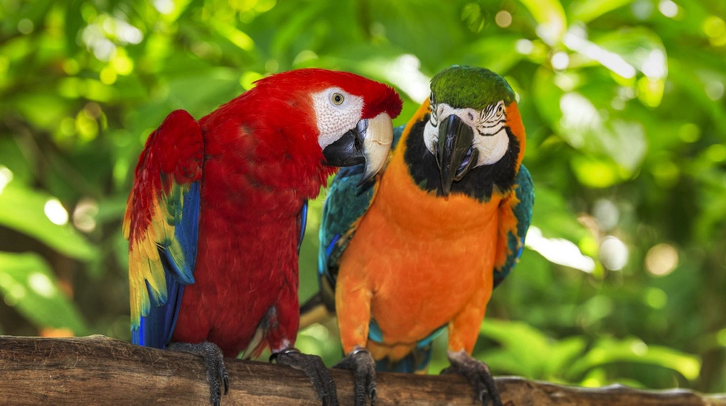 Macaws in the wild in Costa Rica