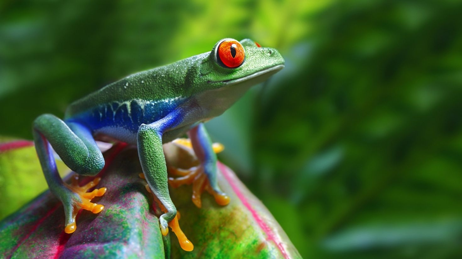 Red Eyed Tree Frog