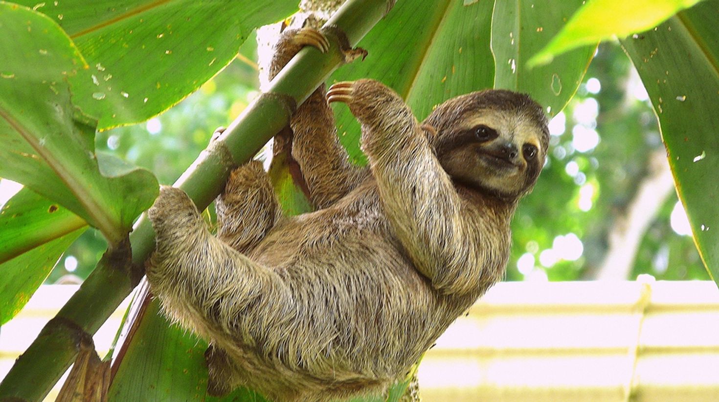 Brown-throated sloth in Costa Rica