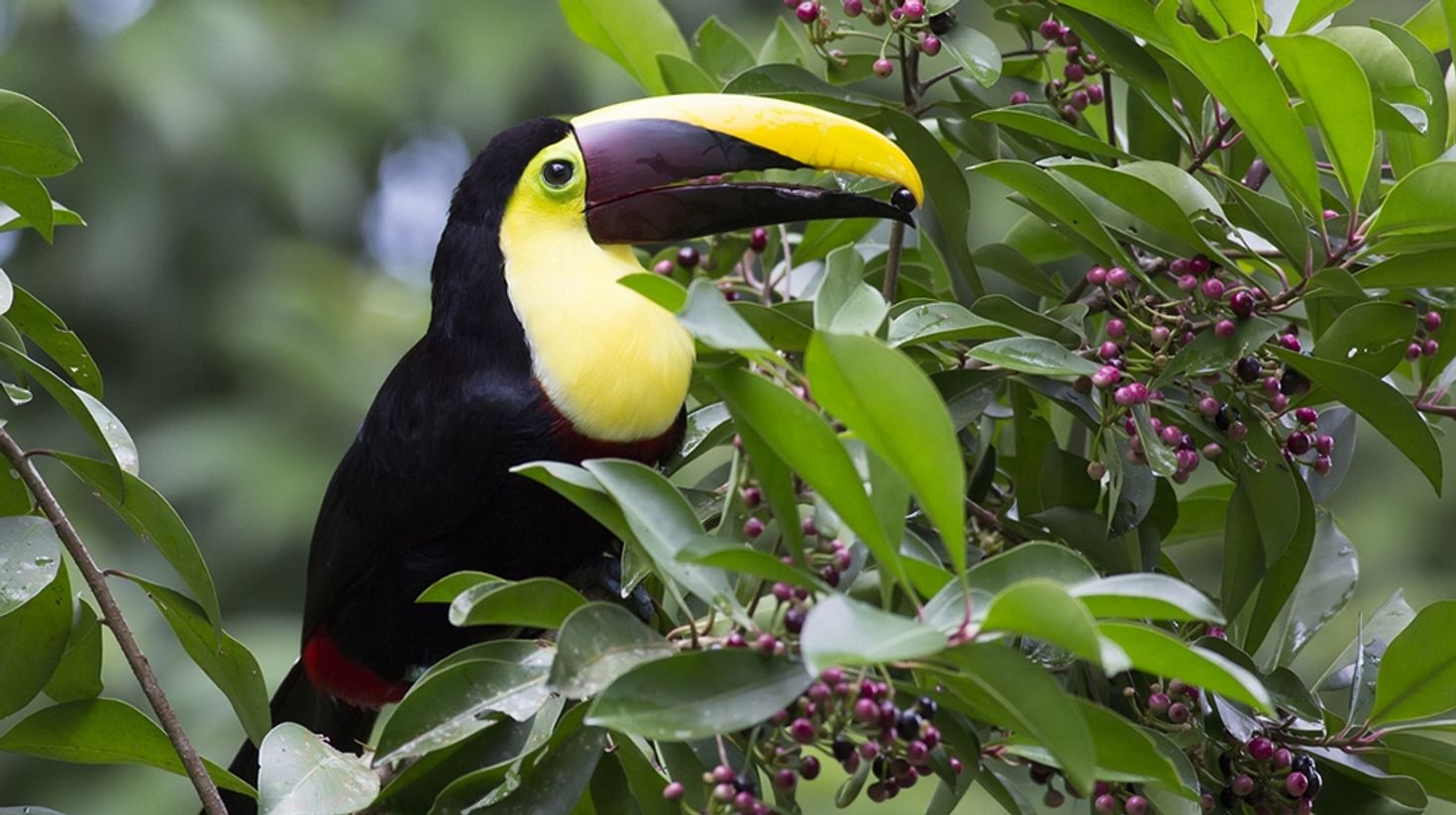 Toucan is a popular icon of Costa Rica