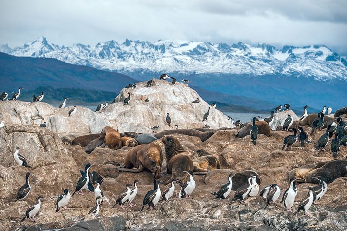 penguins and seals on a boulder with snowcapped mountains in the background
