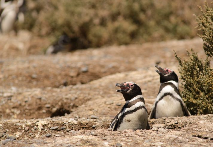Magellan Penguins in Punta Tombo